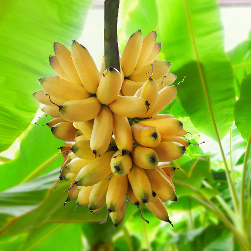 De banaan groeit in tropische landen