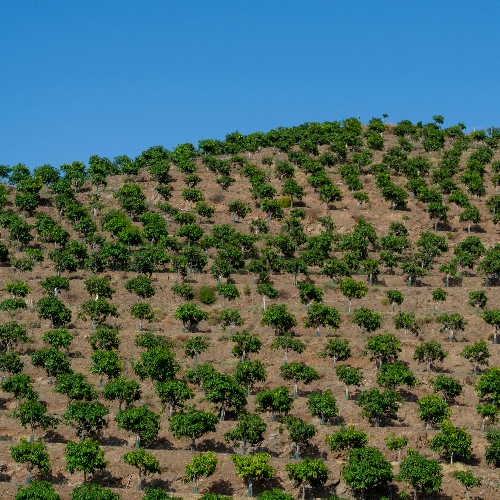 Illegale ontbossing voor avocado's