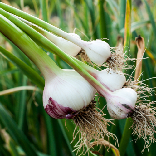 De knoflook is familie van de narcis